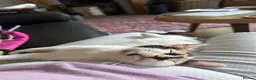 Mixed Breed cats for sale: Stunning kittens available now - Advert 5