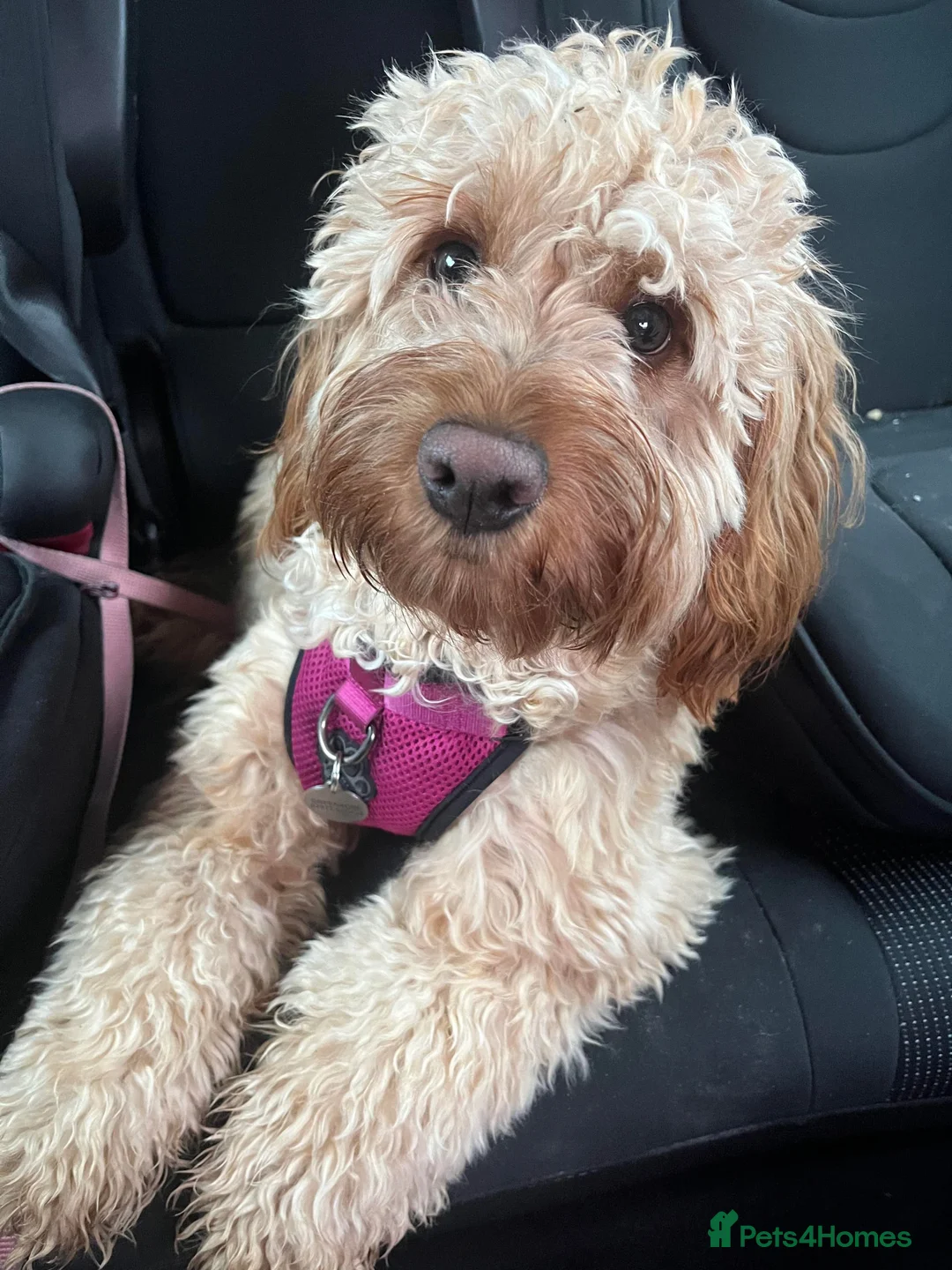 Gallery Image {{count}}