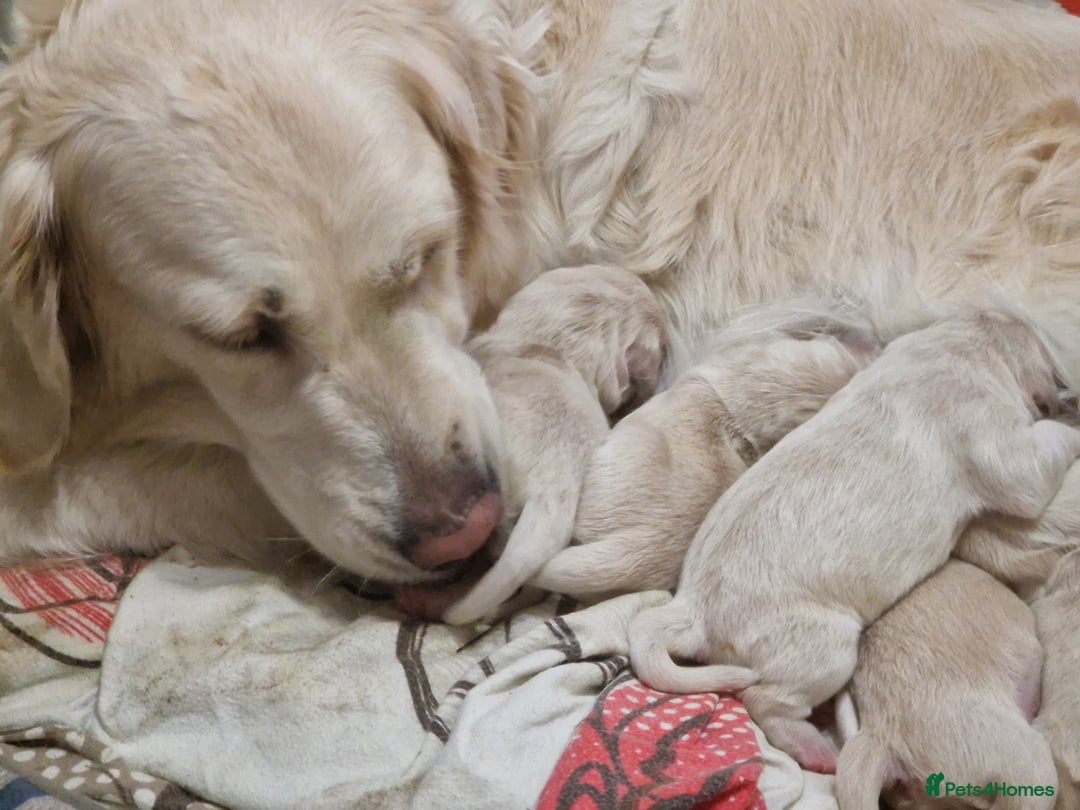 Golden Retriever dogs for sale: Golden Retriever puppies - Advert 9