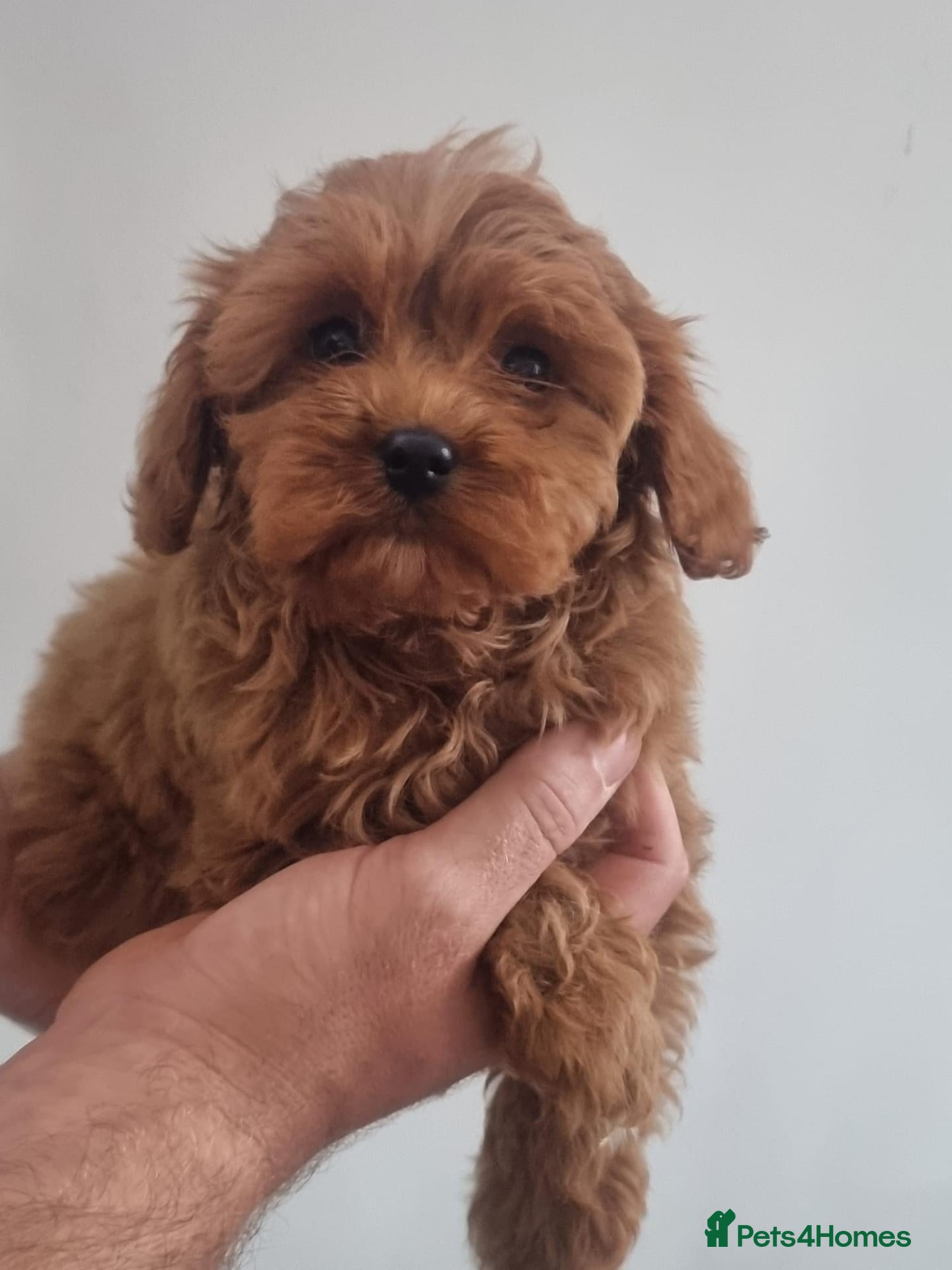 Cavapoo dogs for sale: Health tested cavapoos - Advert 1