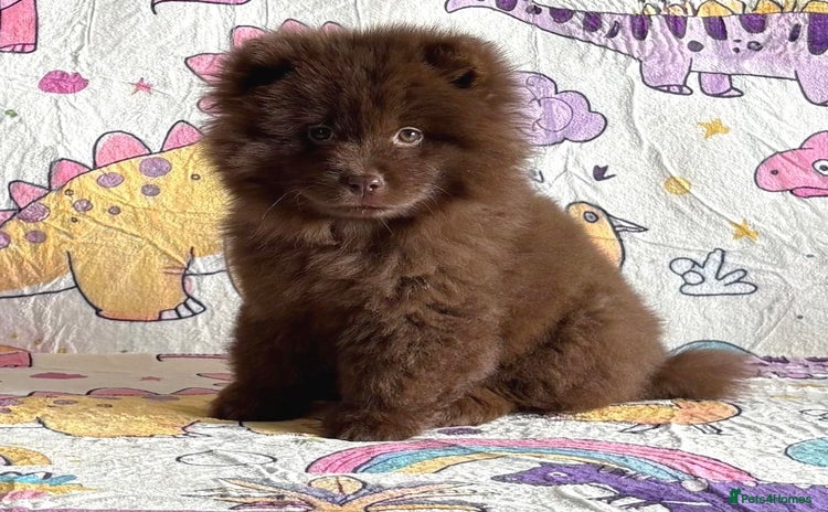 Chow Chow dogs - Advert 2