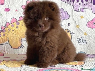 Chow Chow dogs - Advert 3