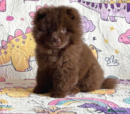 Chow Chow dogs - Advert 2