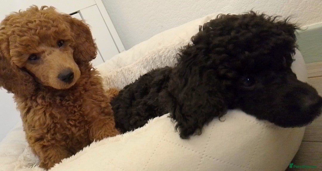 Miniature Poodle dogs *Miniature Poodles* KC Registered & Health Tested* - Advert 9