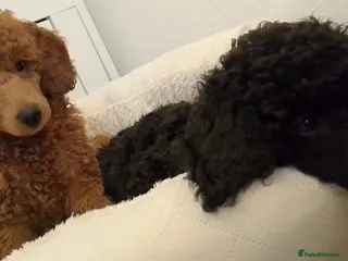 Miniature Poodle dogs *Miniature Poodles* KC Registered & Health Tested* - Advert 9