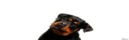 Rottweiler dogs for sale: Stunning litter of Rotweillers from family pet  in Wolverhampton - Advert 7