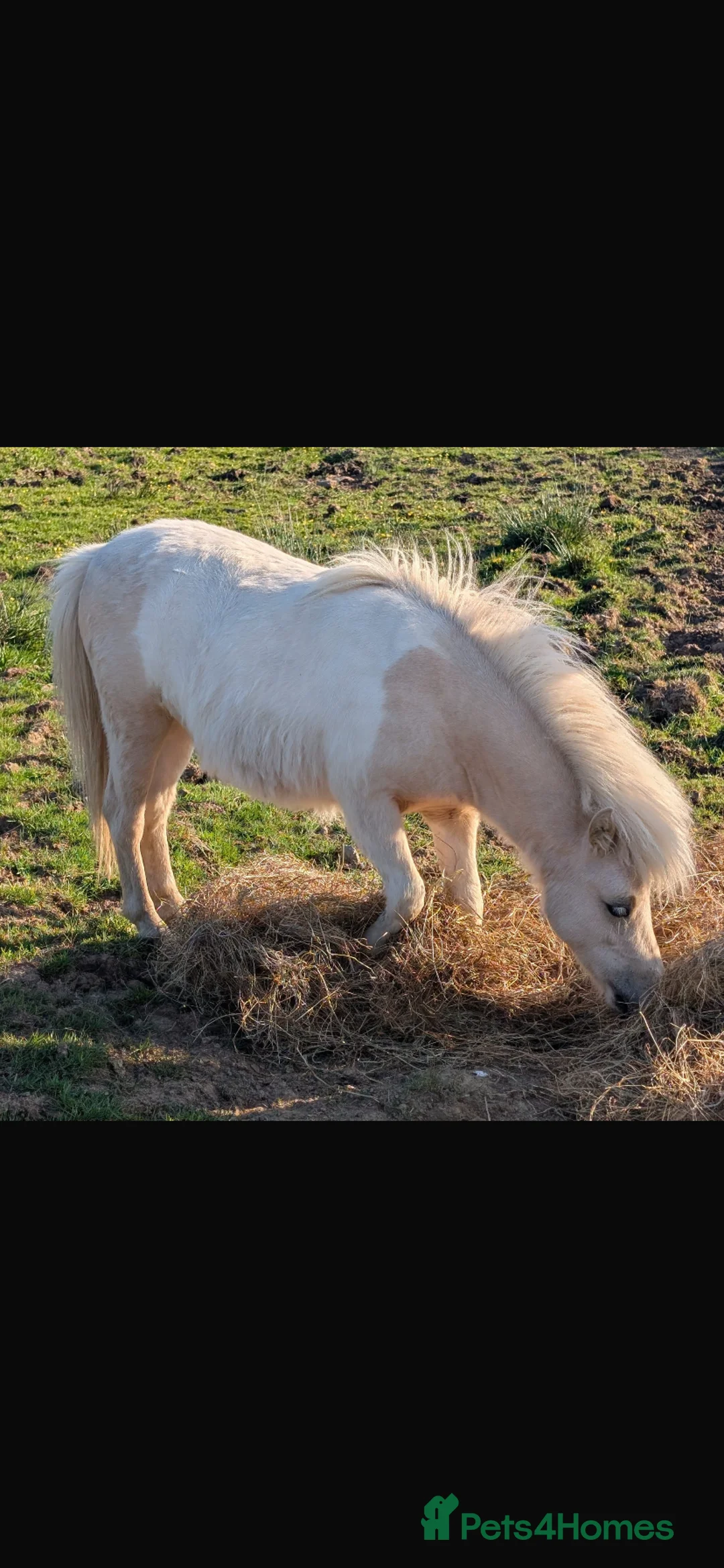 Miniature horses for sale: 2 Pali & white mini Shetlands  - Advert 14