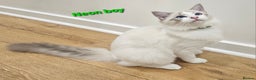 Ragdoll cats for sale: Pedegree Active Gccf 2 boys left  - Advert 22