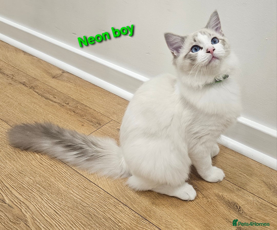 Ragdoll cats for sale: Pedegree Active Gccf 2 boys left  - Advert 22