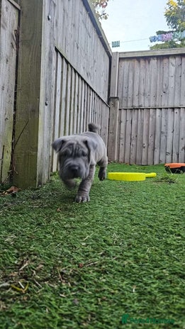 Mixed Breed dogs - Advert 1