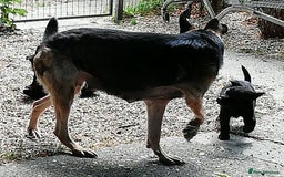 German Shepherd dogs for sale: KC reg German Shepherds, Loving family pups - Image 2