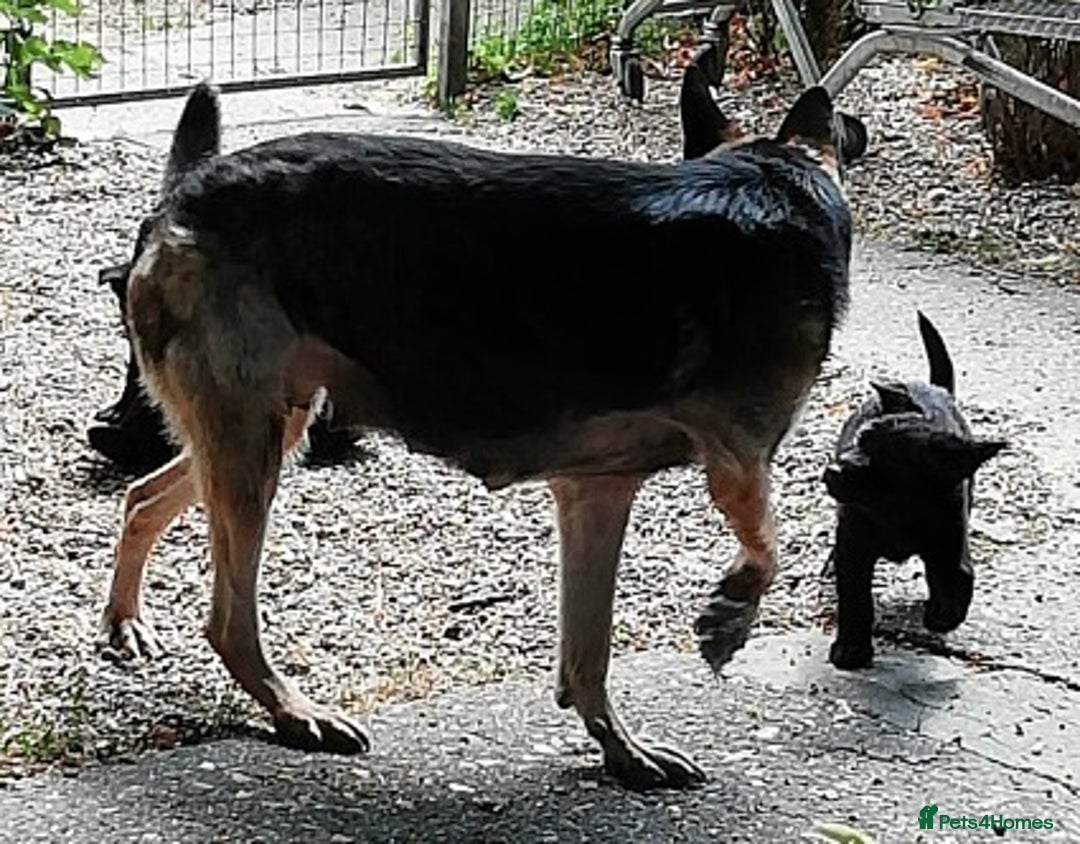 German Shepherd dogs for sale: KC reg German Shepherds, Loving family pups - Image 2