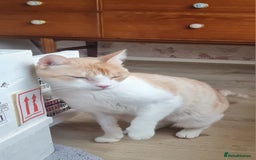 Mixed Breed cats for adoption: Lovely Theo is looking for a furever home - Image 8