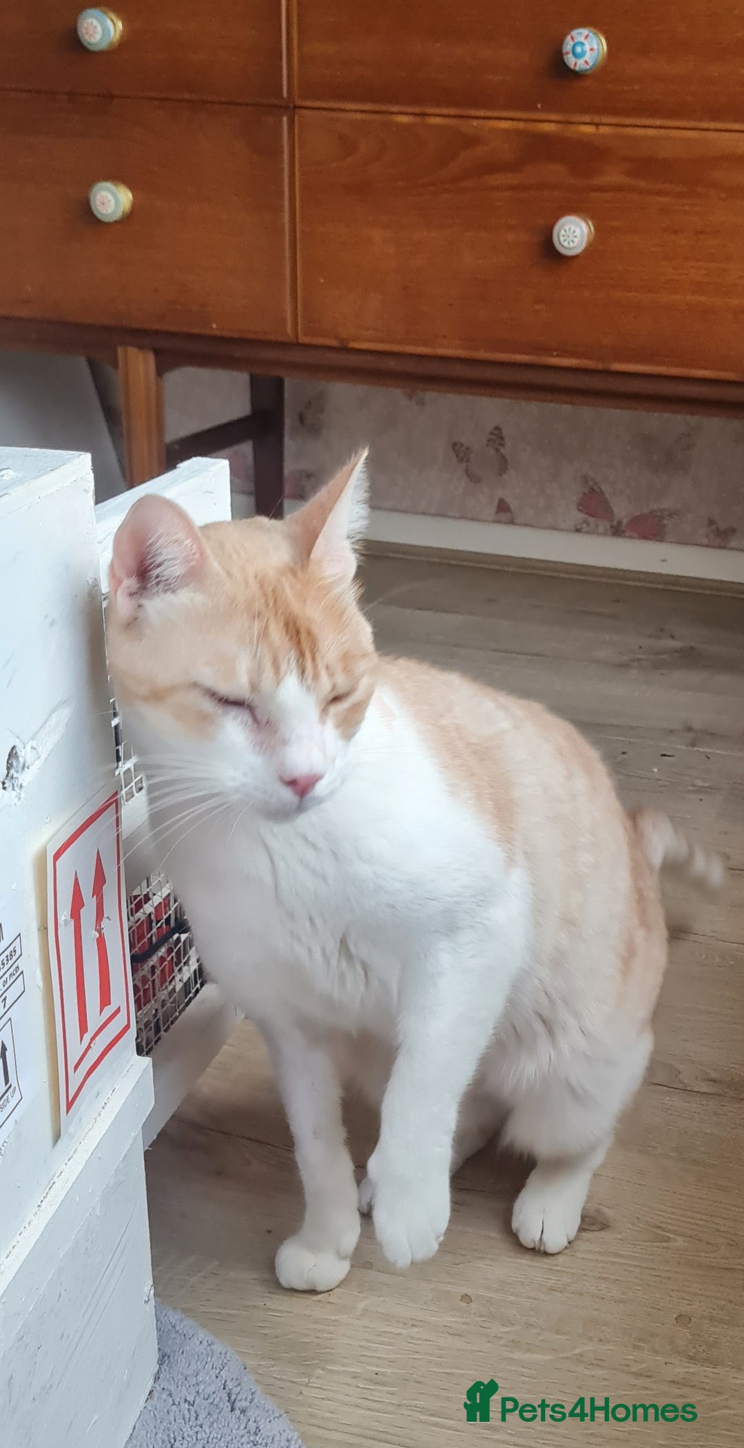 Mixed Breed cats for adoption: Lovely Theo is looking for a furever home - Image 8
