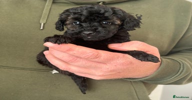 Toy Poodle dogs Beautiful KC registered Toy Poodles  - Advert 16