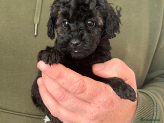 Toy Poodle dogs Beautiful KC registered Toy Poodles - Advert 1