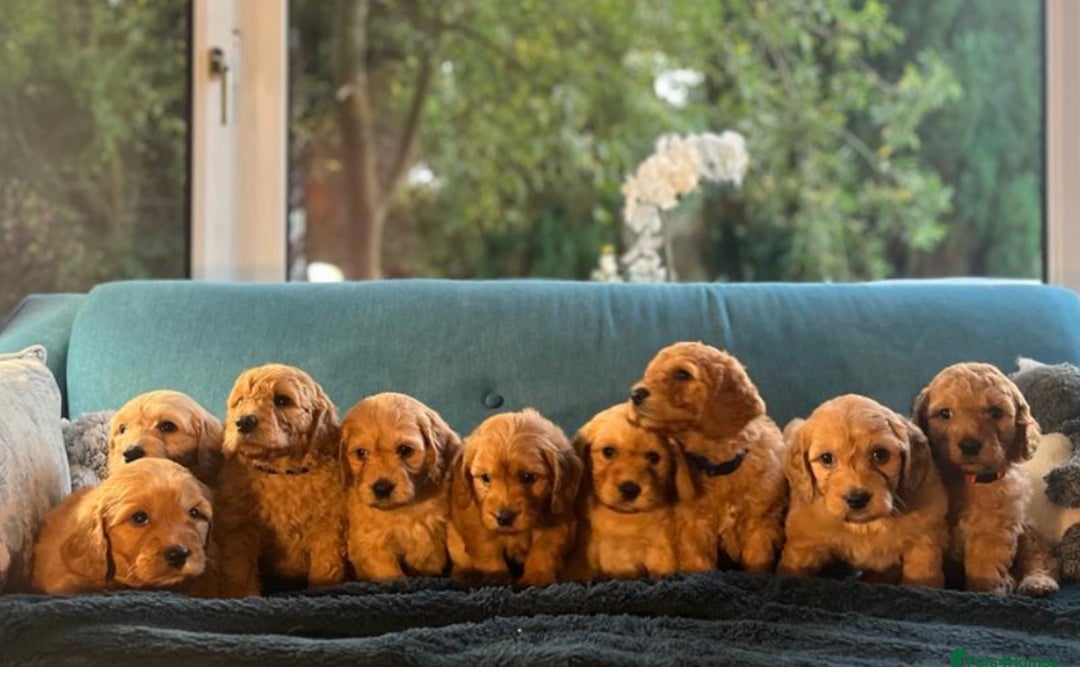 Mixed Breed dogs for sale: Mini Golden Doodle’s - Image 12