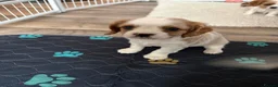 Cavalier King Charles Spaniel dogs for sale: DNA Tested Cavalier King Charles Puppies - Advert 6