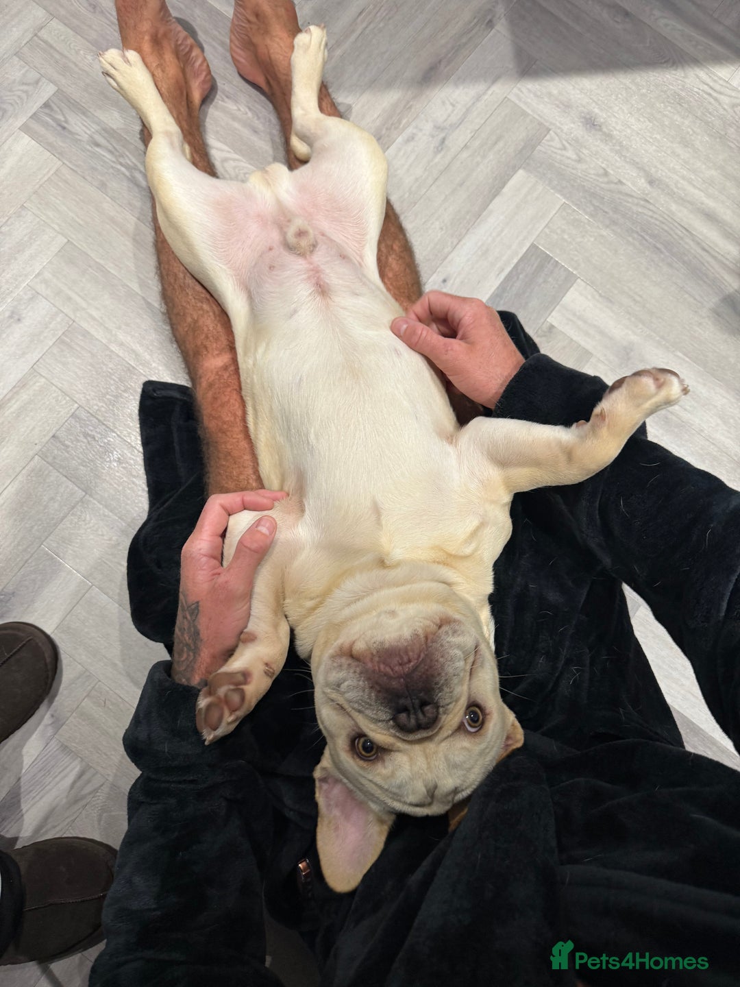 French Bulldog dogs for sale: French BullDog Boy - 7 Months Old  - Advert 4
