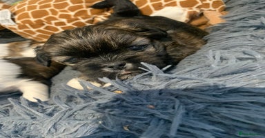 Lhasa Apso dogs - Advert 10