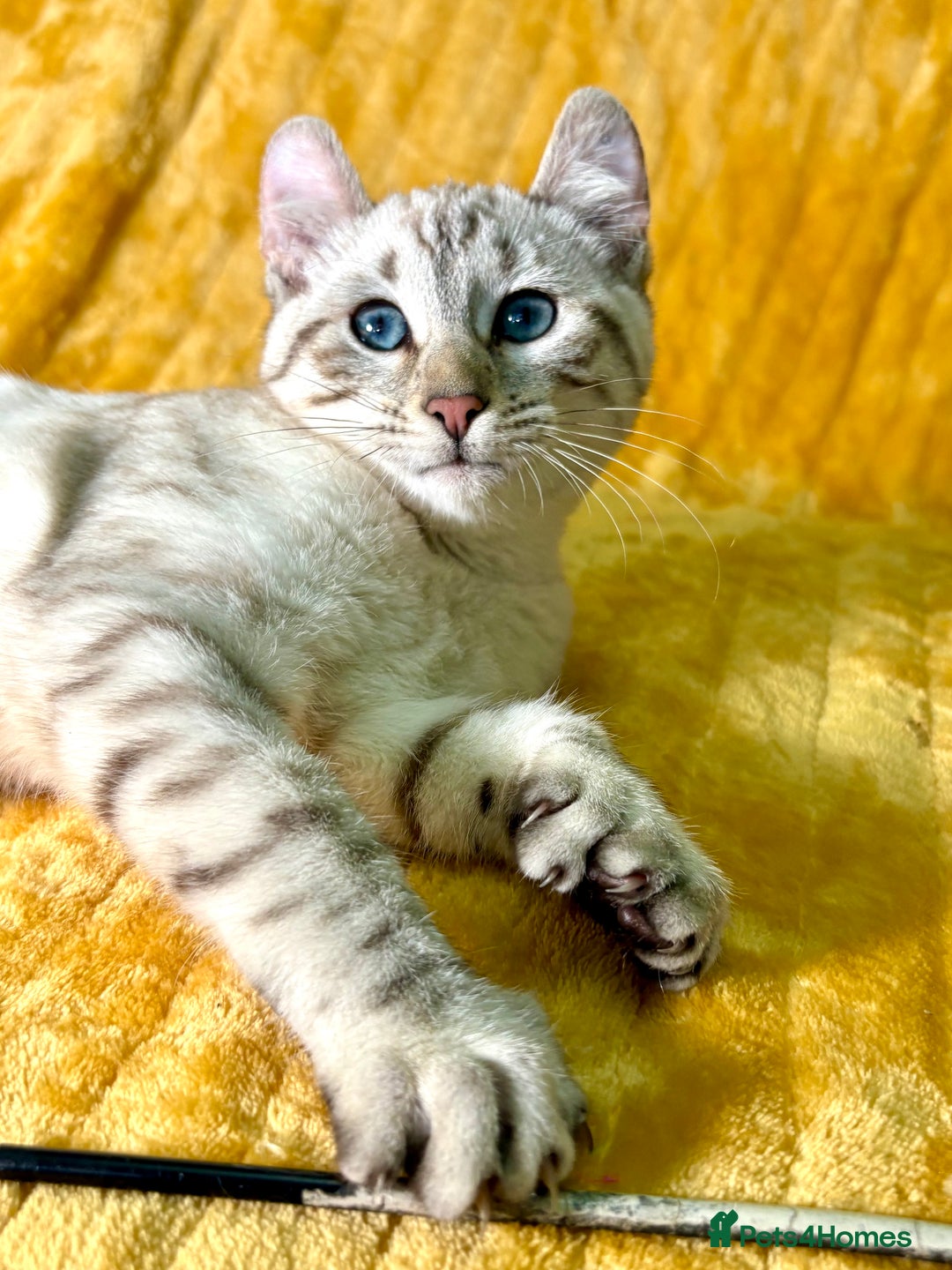 Keetso cats for sale: Superb polydactyl curled eared girl - Advert 18