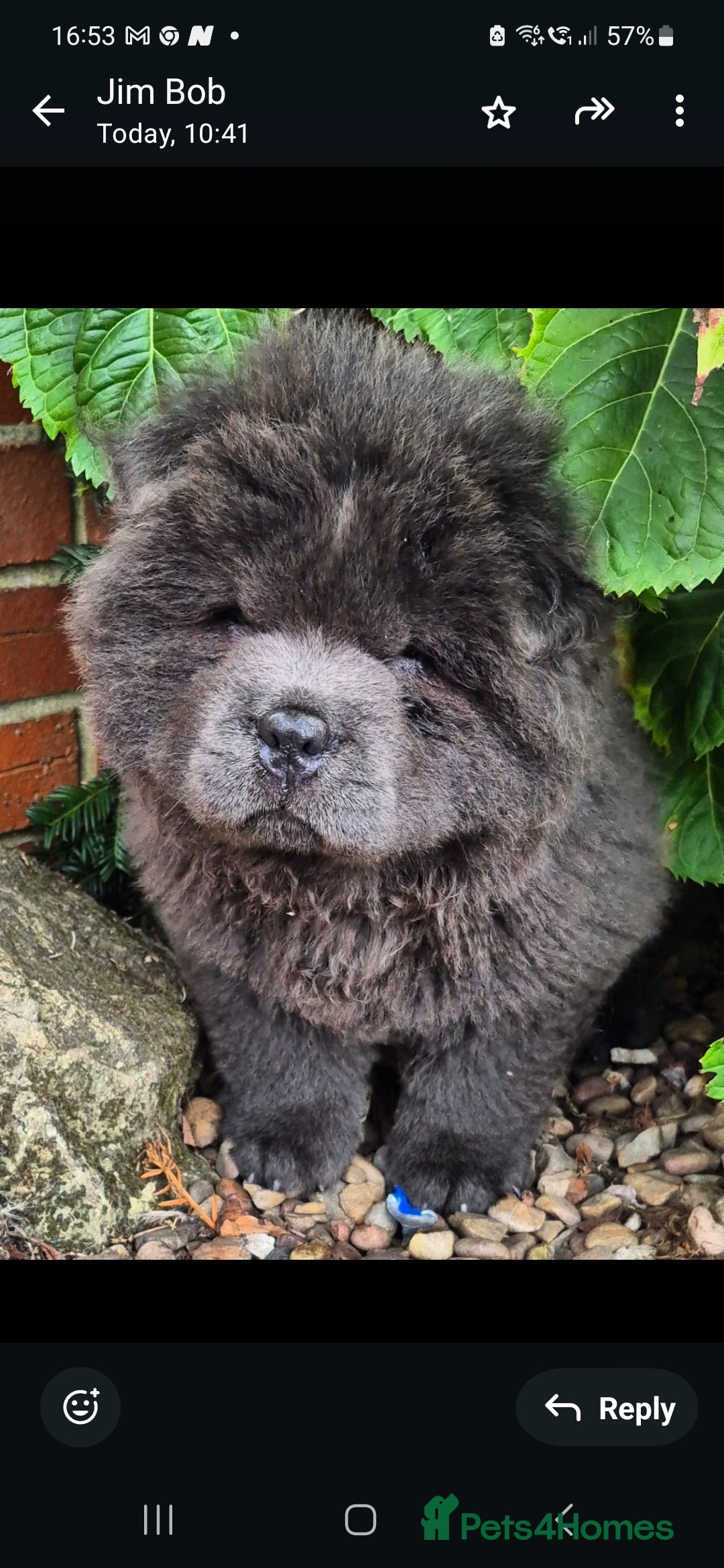 Chow Chow dogs for sale: Chow chow puppies - Image 4