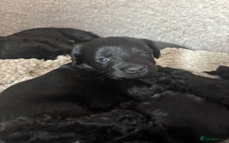 Mixed Breed dogs for sale: Beautiful Girl and Boy Cockadors  - Image 17