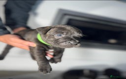 Staffordshire Bull Terrier dogs for sale: True Example Staffordshire bull Terrier Puppies KC - Image 16