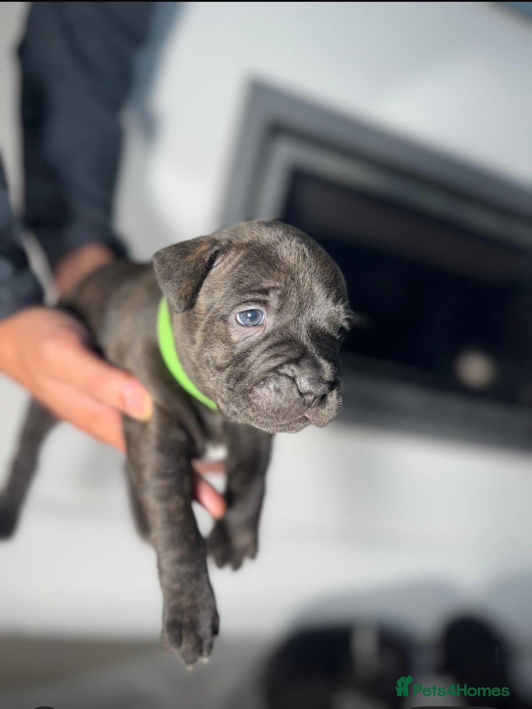 Staffordshire Bull Terrier dogs for sale: True Example Staffordshire bull Terrier Puppies KC - Image 16