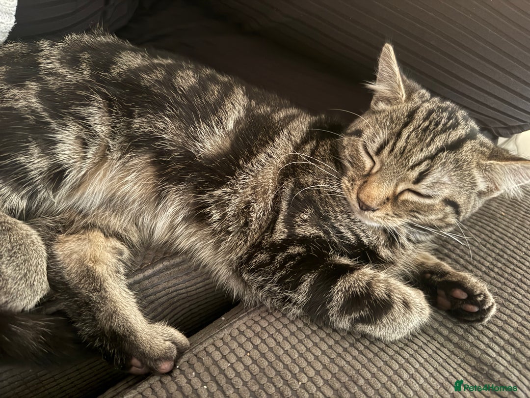 Mixed Breed cats for sale: Tabby male kitten 5 months old  - Advert 3