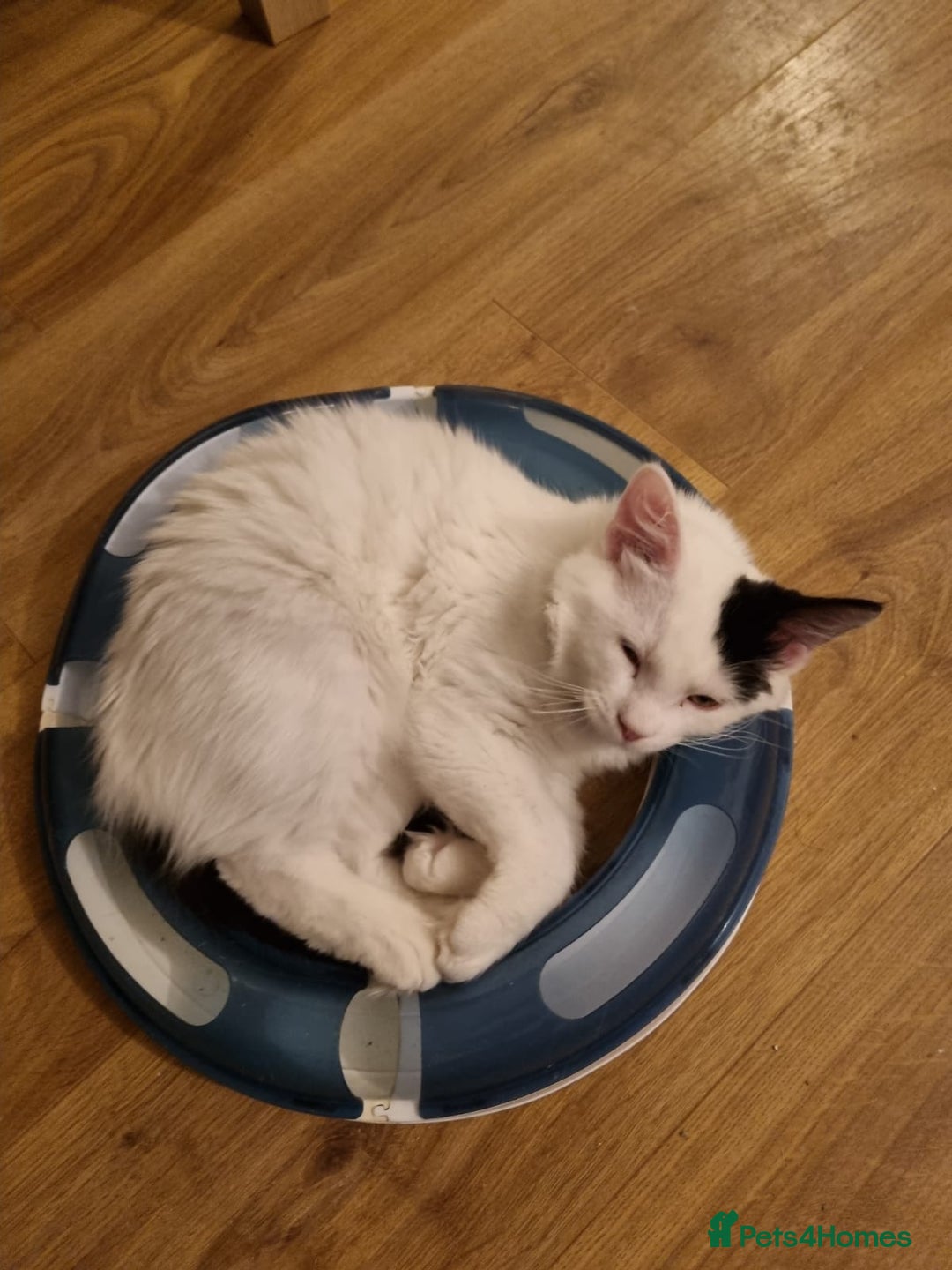 Ragdoll cats for sale: Mix Ragdoll boy  - Advert 6