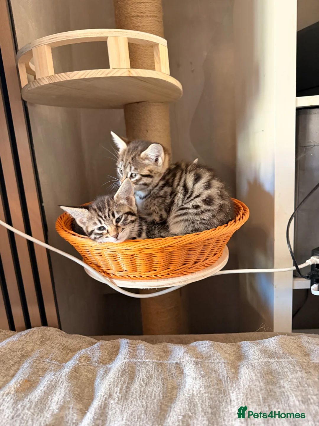 Savannah cats for sale: F4 Savannah Kitten’s African bloodline - Advert 1