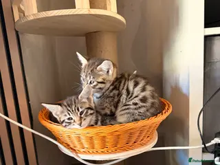 Savannah cats F4 Savannah Kitten’s - Advert 1