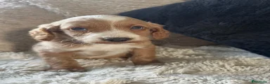 Cockapoo 1