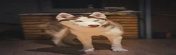 Siberian Husky dogs for stud: Imported Blue Eyed, Red & White Husky Stud in Treorchy - Advert 4