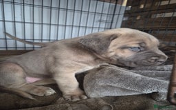 Cane Corso dogs for sale: Class Corsos  - Image 8