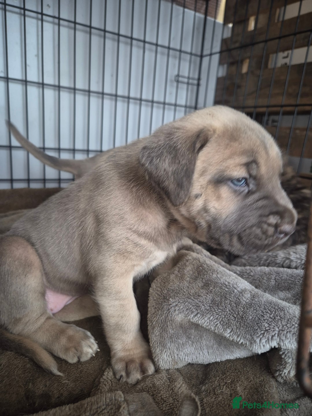 Cane Corso dogs for sale: Class Corsos  - Image 8