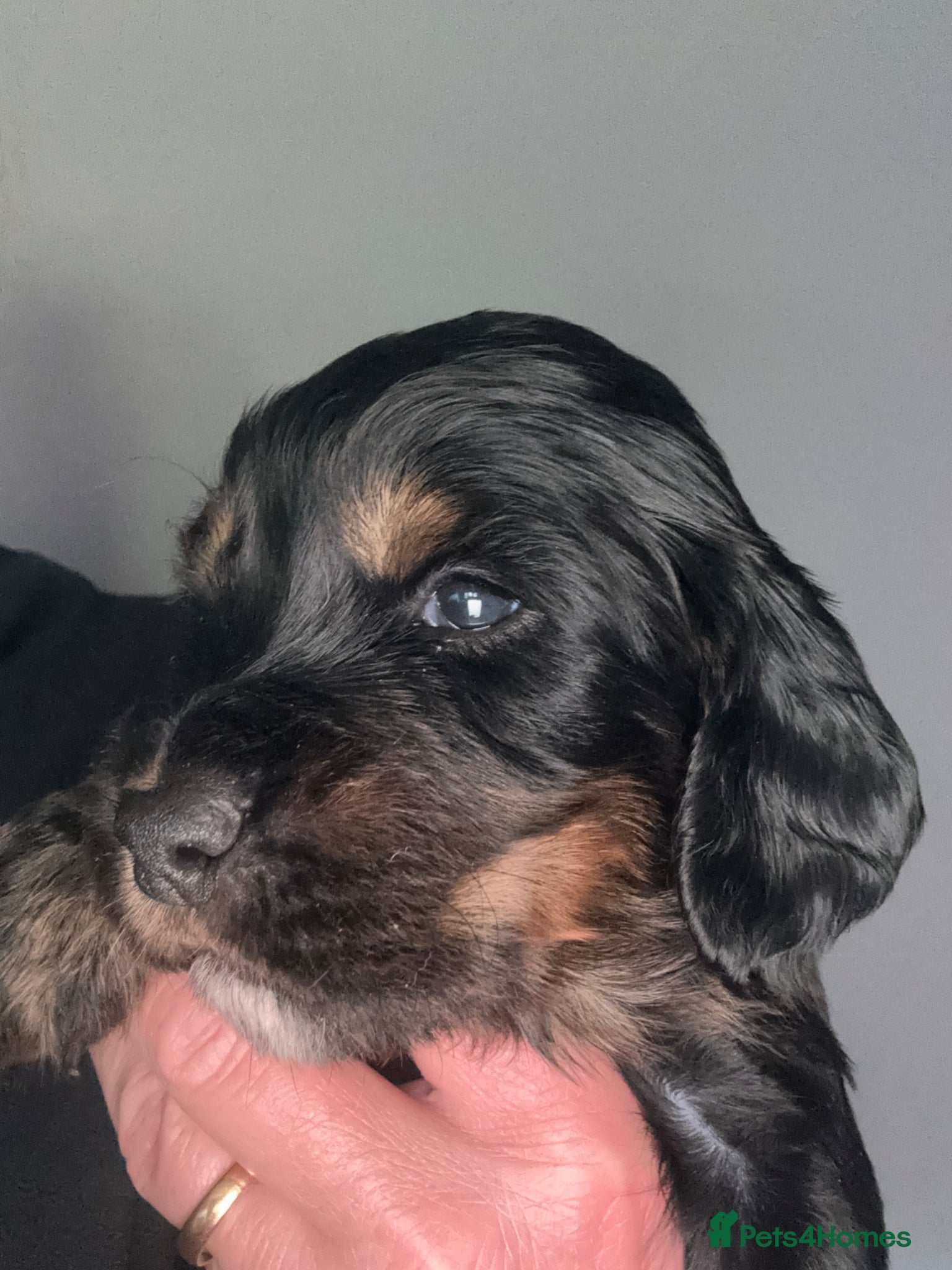 Sprocker dogs STUNNING LITTER SPROCKERS  - Advert 1