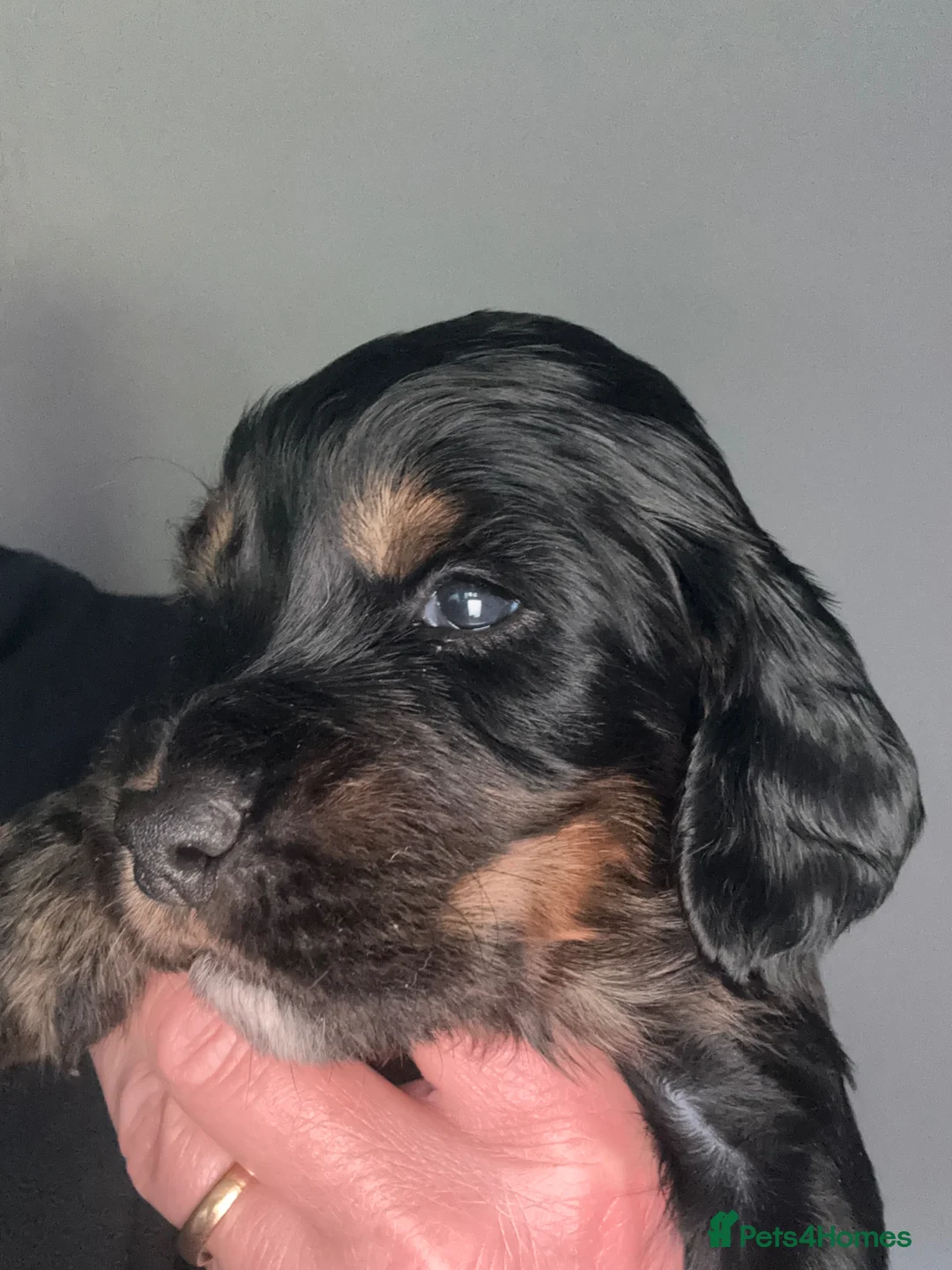 Sprocker dogs for sale: STUNNING LITTER SPROCKERS  - Advert 1