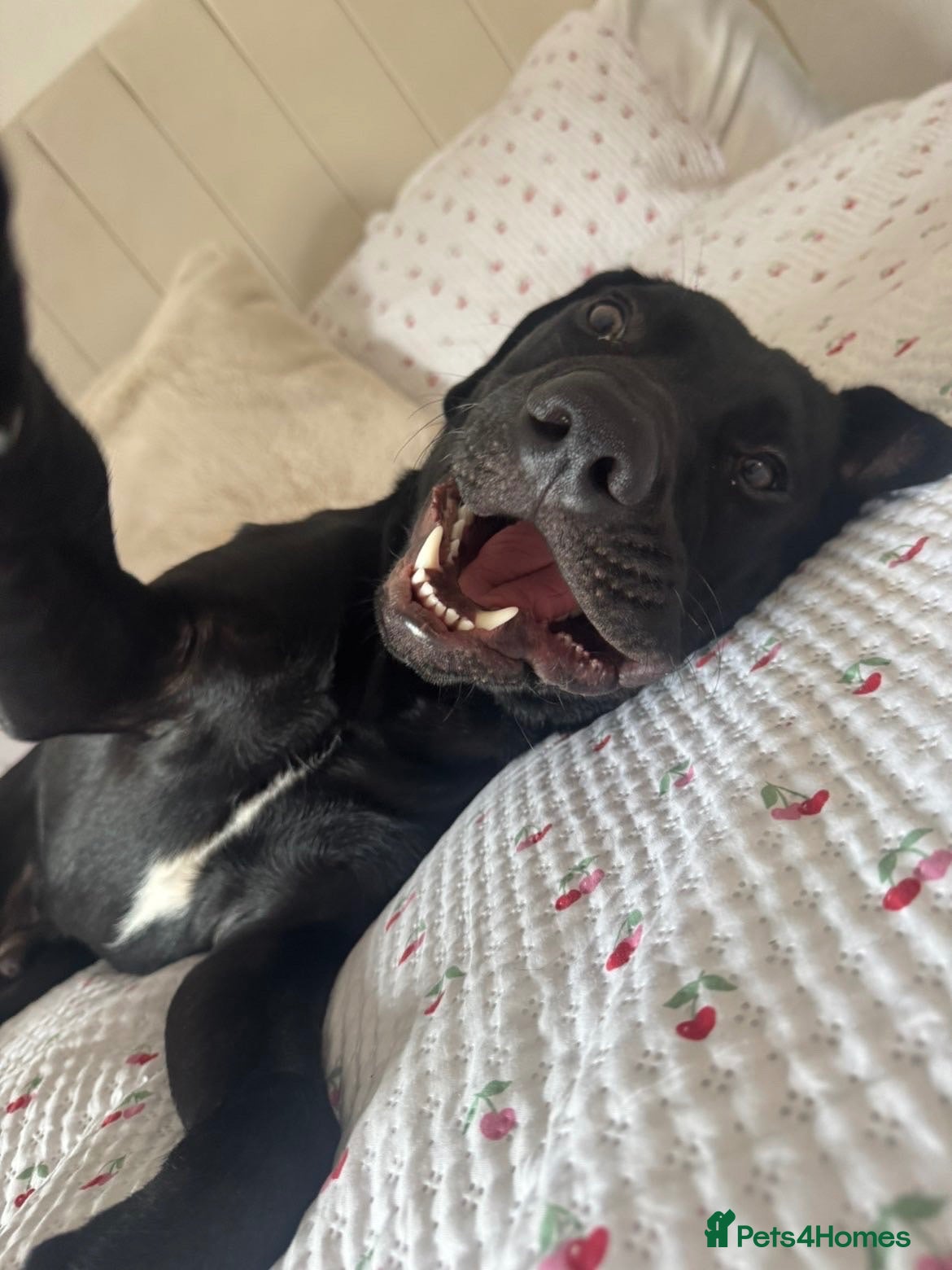 Mixed Breed dogs Lab x collie mix - Advert 1