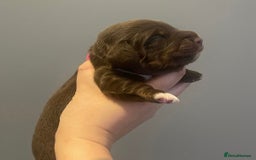 Miniature Dachshund dogs for stud: Chocolate & Tan (carries long) Stud in Dalry - Image 13