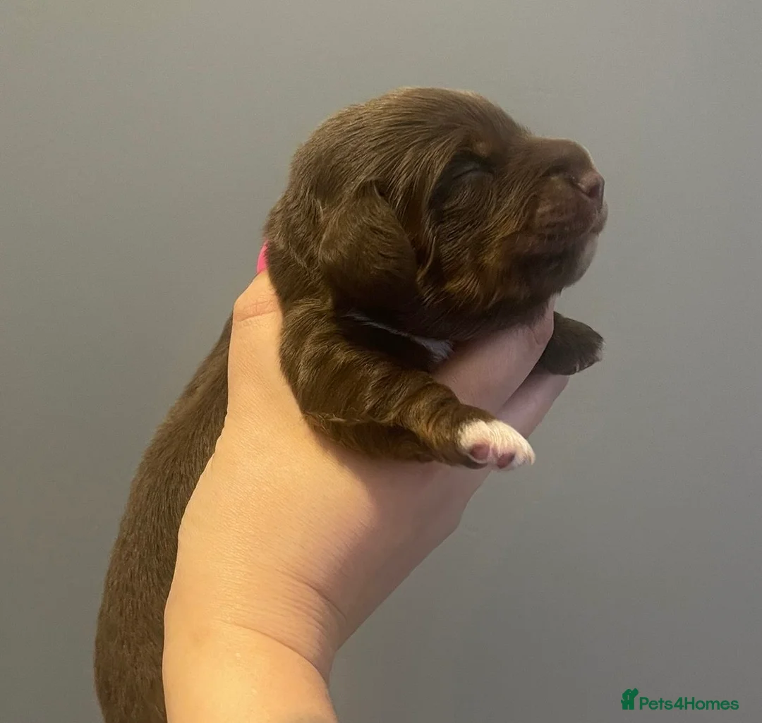 Miniature Dachshund dogs for stud: Chocolate & Tan (carries long) Stud in Dalry - Advert 13