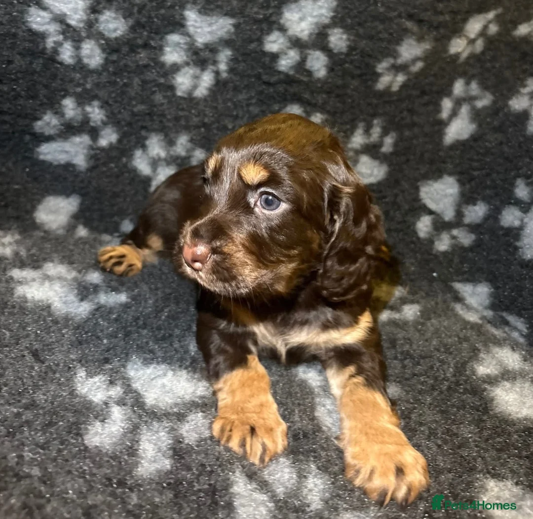 Cocker Spaniel dogs for sale: 4 stunning girl cocker spaniel puppies - Advert 2