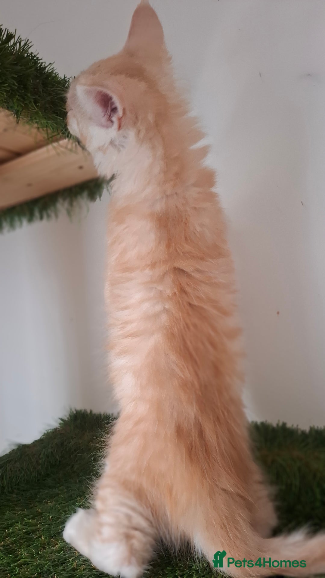 Maine Coon cats for sale: Pedigree Maine Coon kittens  - Image 14