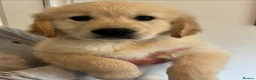 Golden Retriever dogs for sale: READY TO GO - Golden retriever puppies  in Stoke-on-Trent - Advert 6