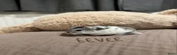 Hamster rodents for sale: Winter White Dwarf Hamsters - Advert 3
