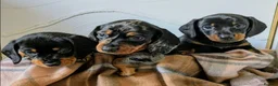 Miniature Dachshund dogs for sale: Miniature Dachshund Puppies in Chesterfield - Advert 16
