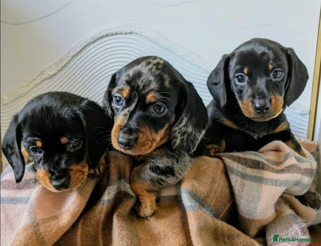 Miniature Dachshund dogs for sale: Miniature Dachshund Puppies in Chesterfield - Advert 16
