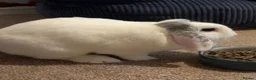 Mixed Breed rabbits for sale: 2 female rabbits  - Advert 4