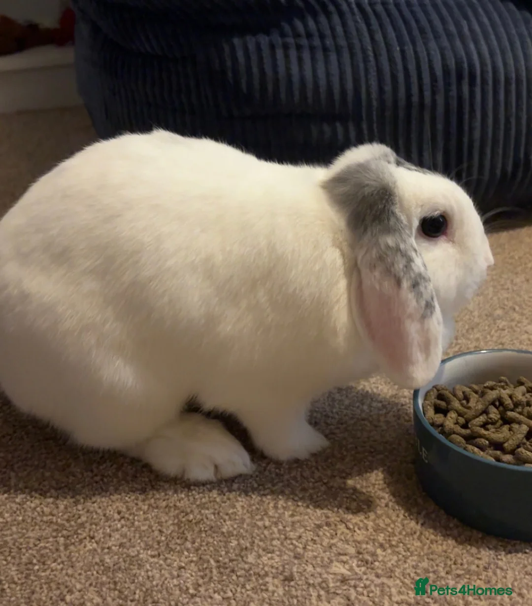 Mixed Breed rabbits for sale: 2 female rabbits  - Advert 4